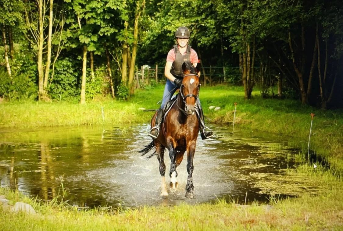 Fine sport horses from the breeder - Main photo