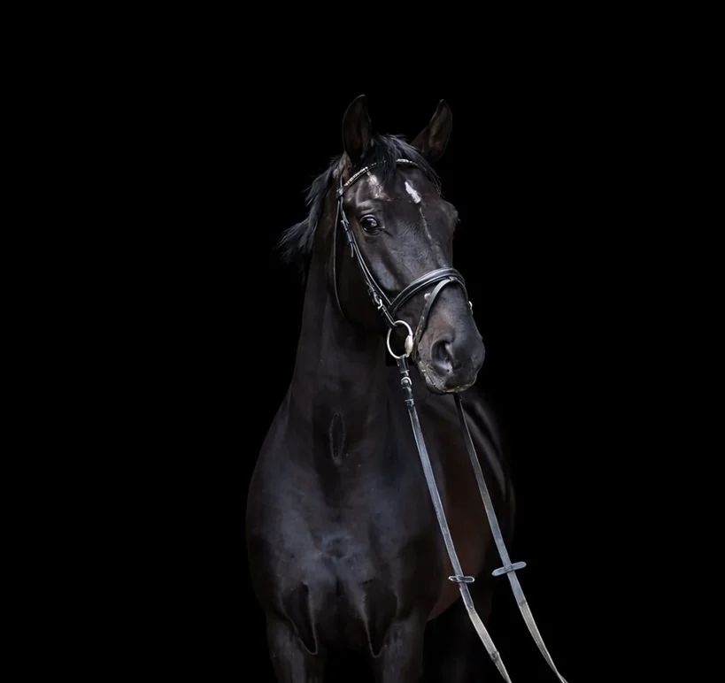 Fine sport horses from the breeder - Photo 2