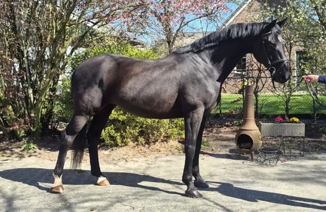 Fine sport horses from the breeder - Photo 3