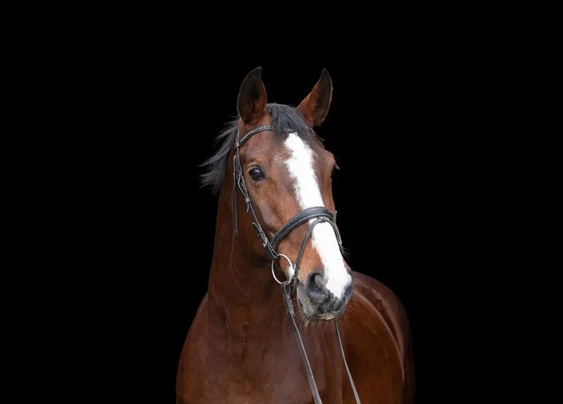 Fine sport horses from the breeder - Photo 4