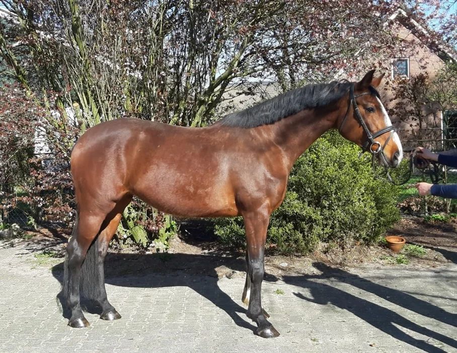 Fine sport horses from the breeder - Photo 5
