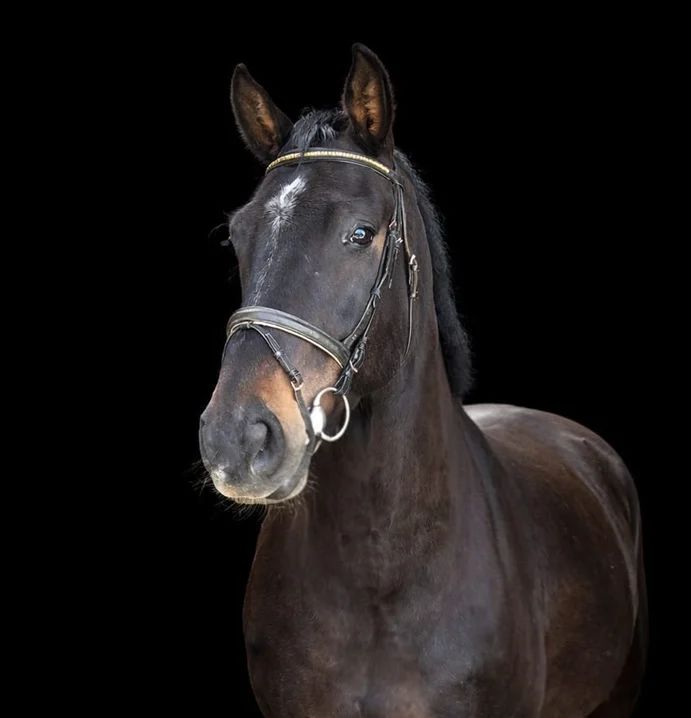Fine sport horses from the breeder - Photo 6