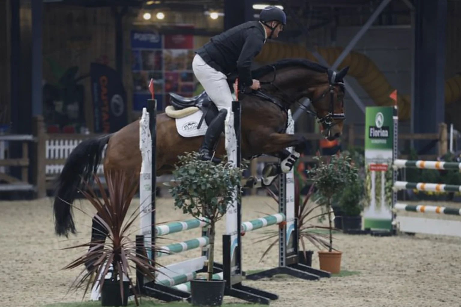 KWPN springpaard Ruin 4 jaar Bruin te koop - Foto 2