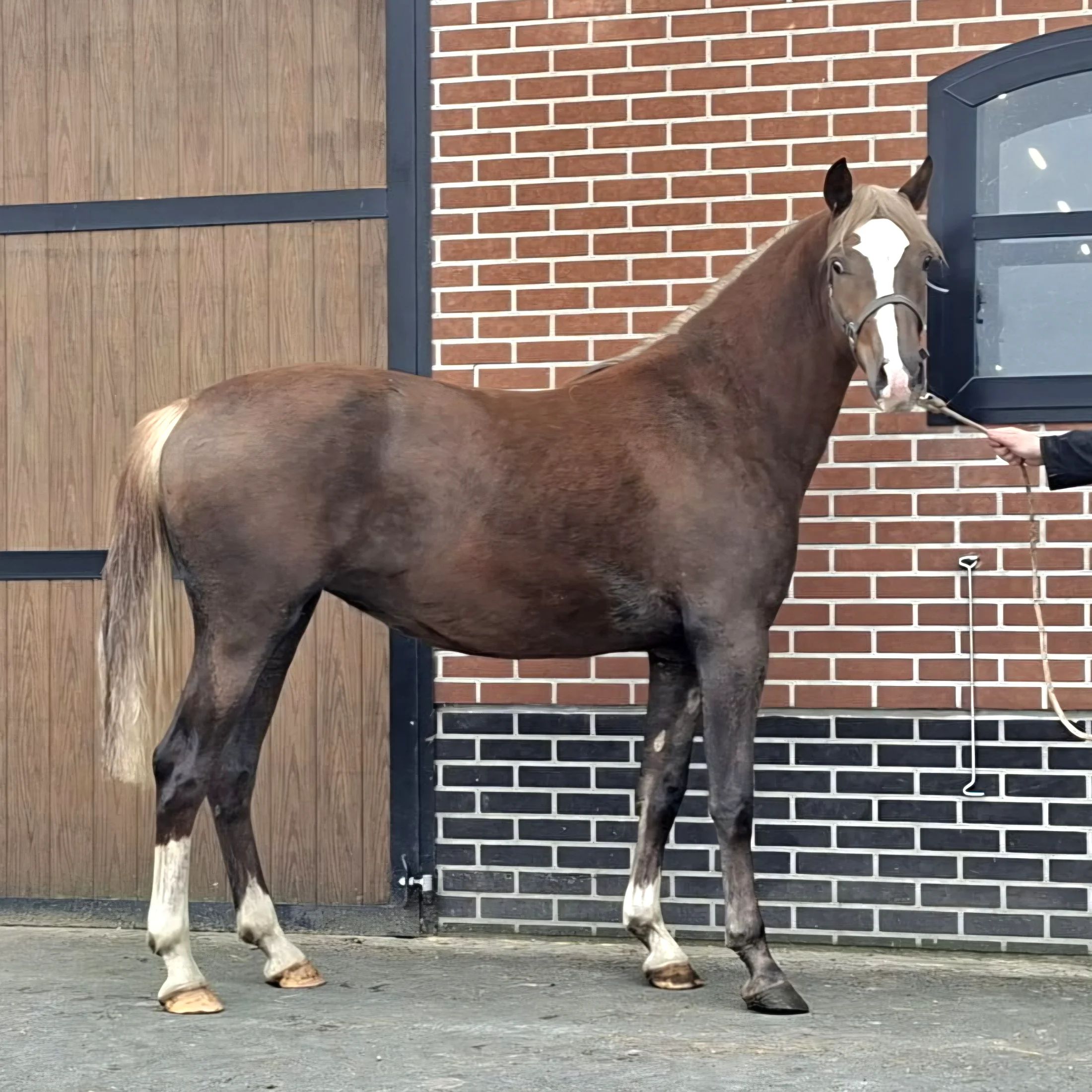 KWPN allround-pony Merrie Vos te koop - Hoofdfoto