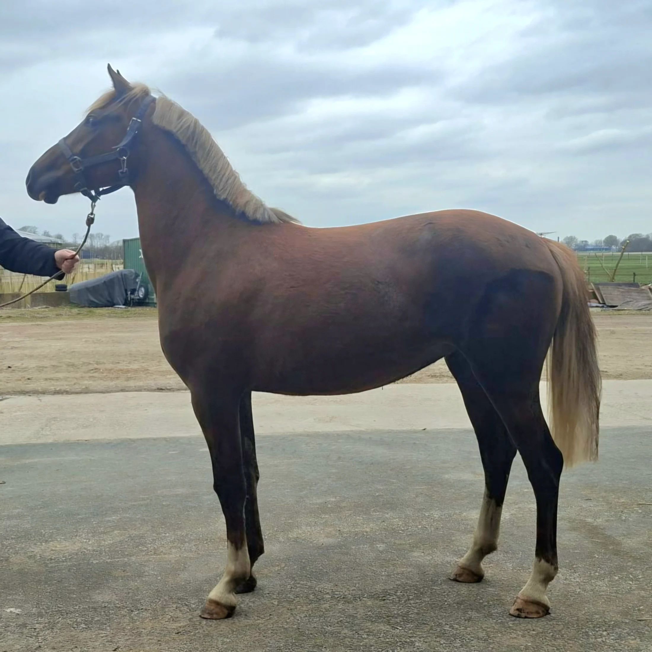 KWPN allround-pony Merrie Vos te koop - Foto 4