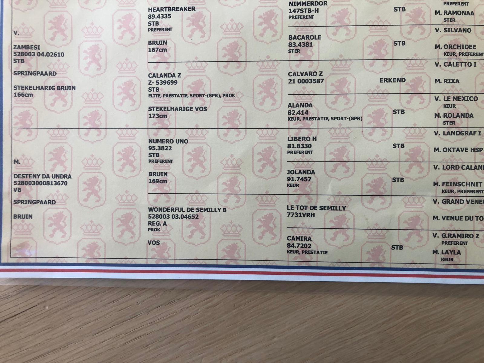 kwpn springpaard Merrie 3 jaar bruin te koop - Foto 2