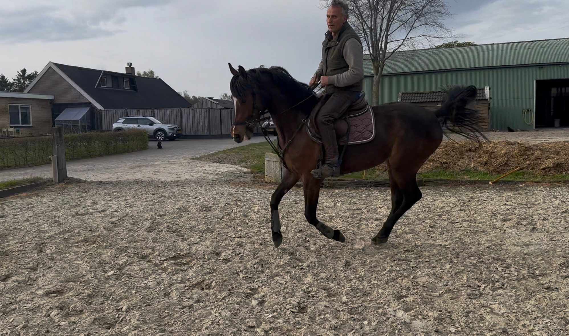 kwpn springpaard Merrie 3 jaar bruin te koop - Foto 3