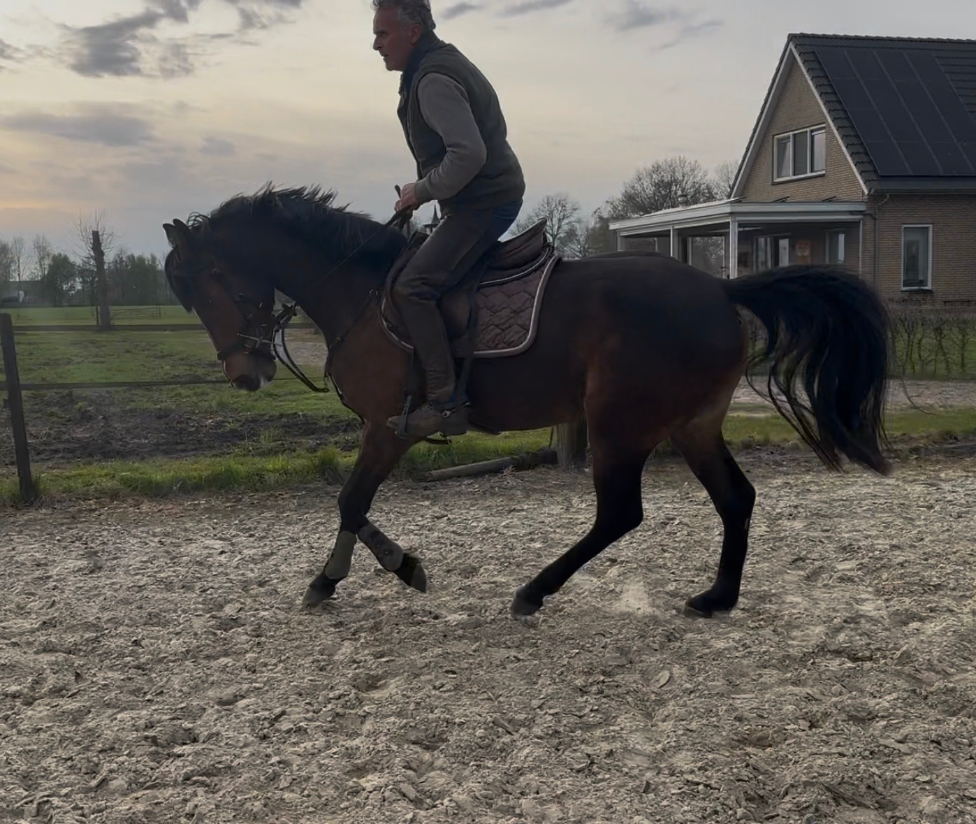 kwpn springpaard Merrie 3 jaar bruin te koop - Foto 4