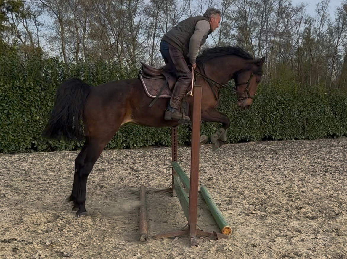 kwpn springpaard Merrie 3 jaar bruin te koop - Foto 5