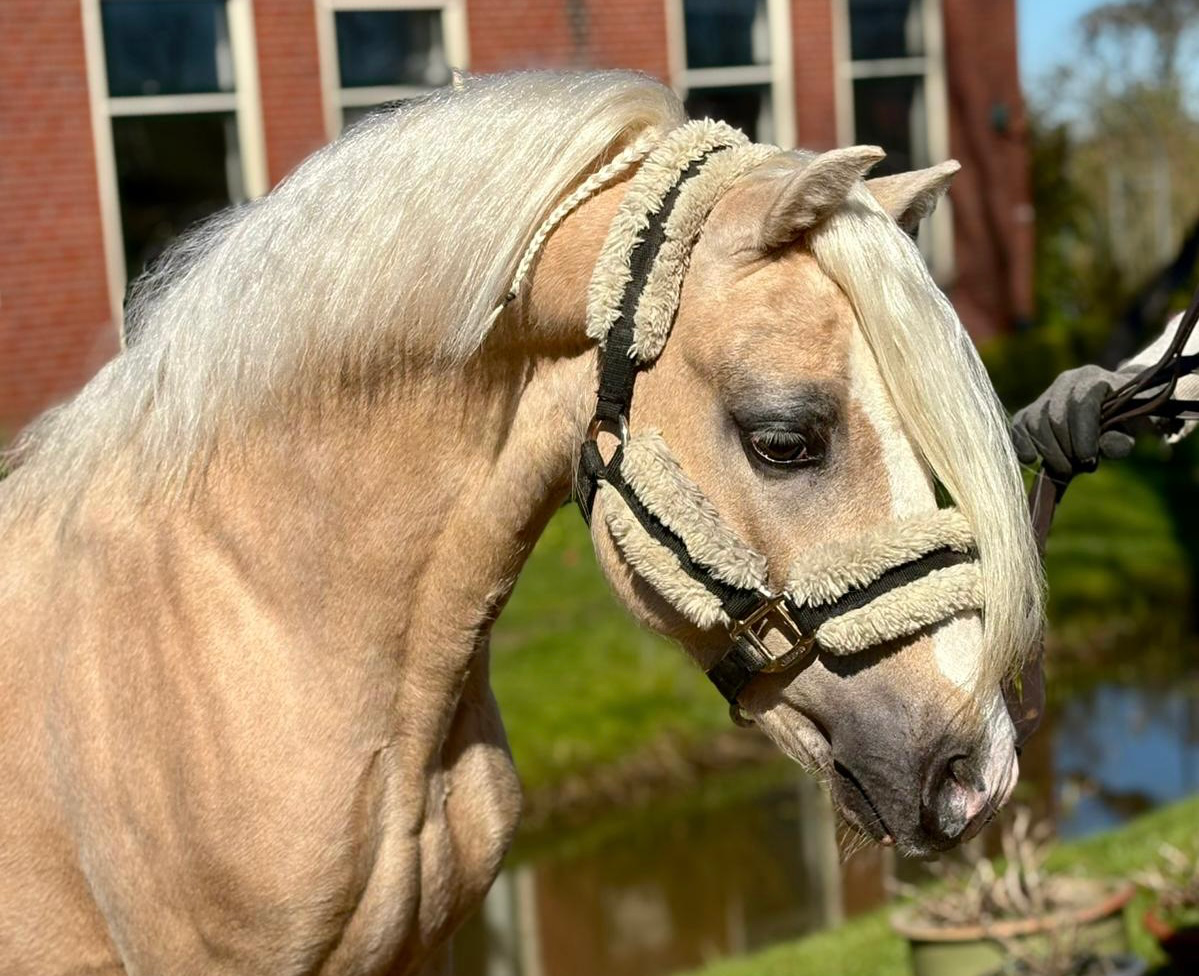 welsh pony hengst 5 år palomino till salu - Foto 2