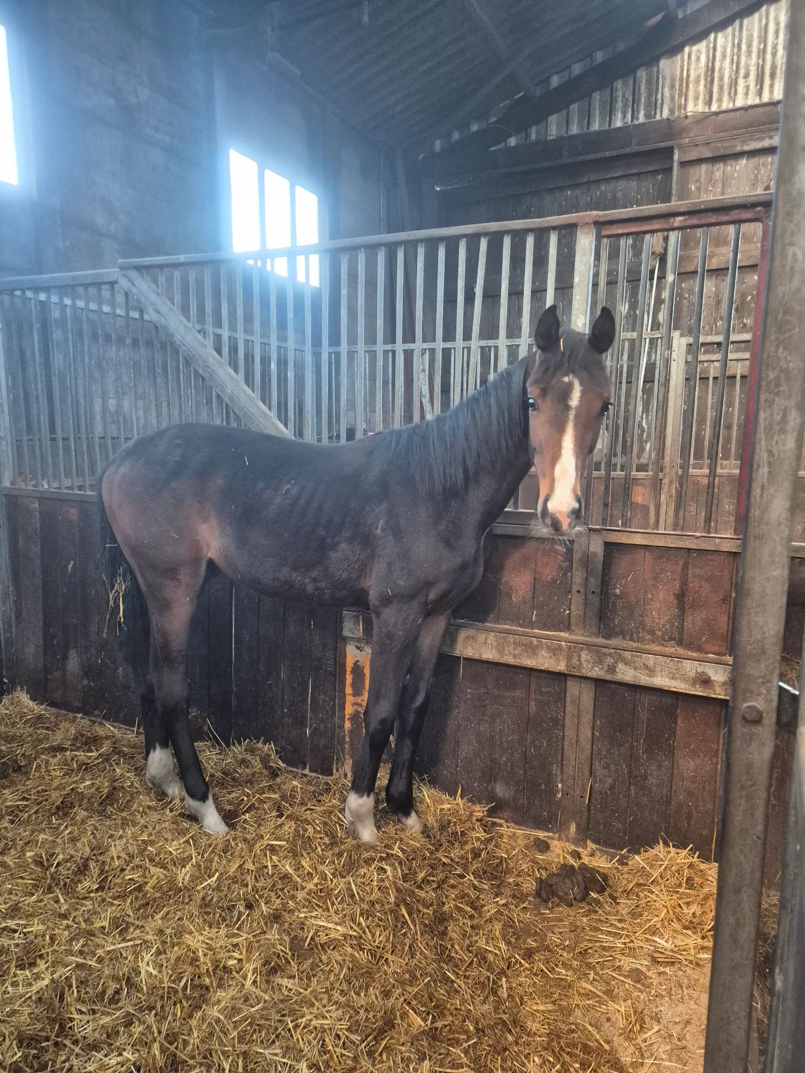 kwpn dressuurpaard hengst 2 years old donkerbruin for sale - Photo 2