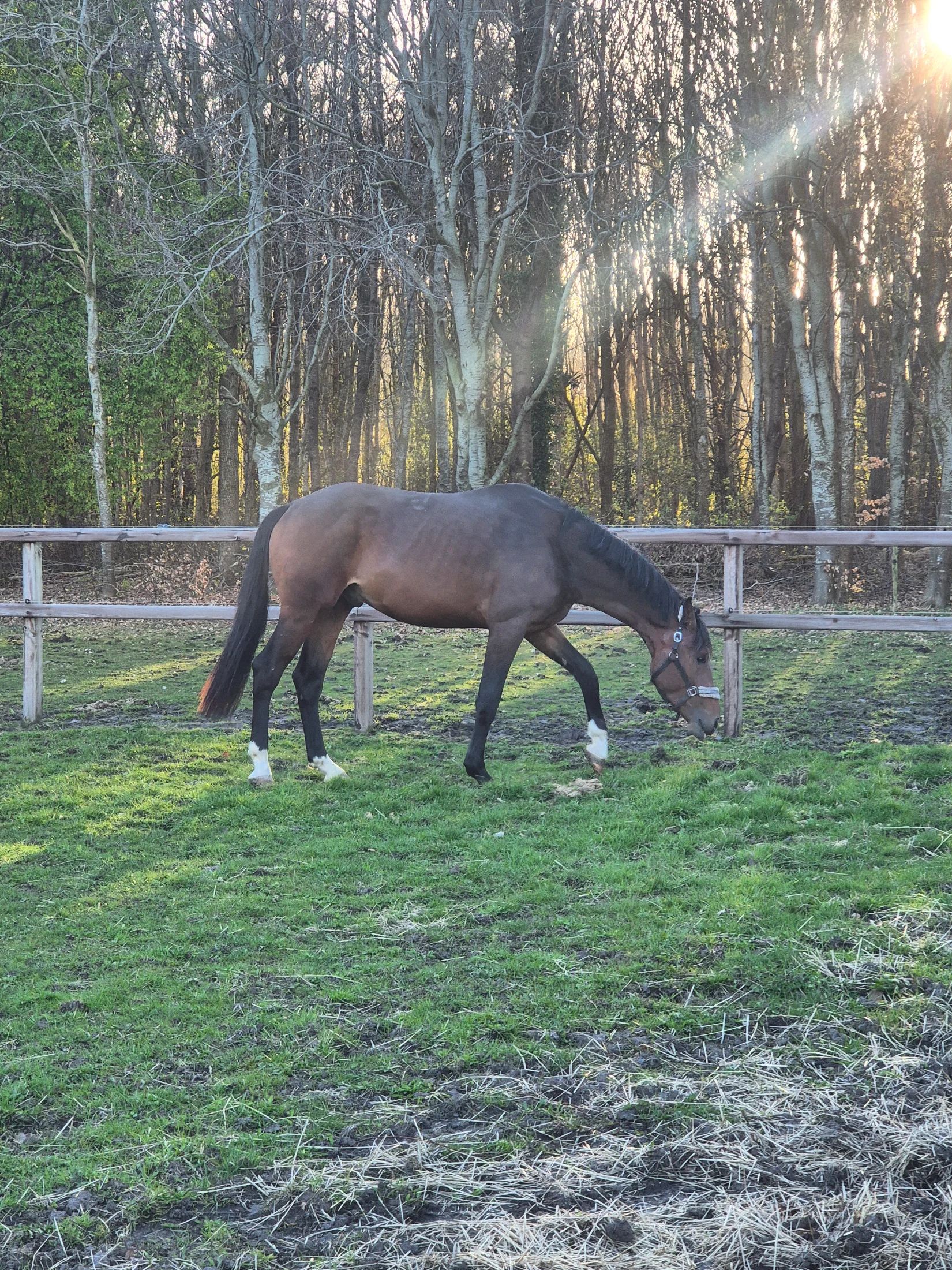kwpn dressuurpaard hengst 2 years old donkerbruin for sale - Photo 3