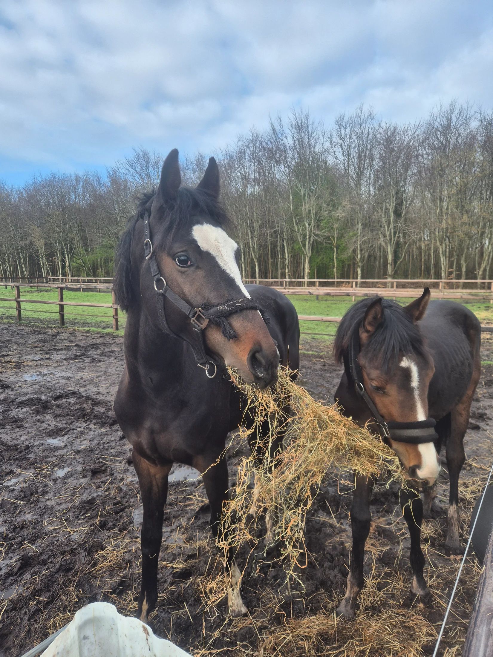 kwpn dressuurpaard hengst 2 years old donkerbruin for sale - Photo 4