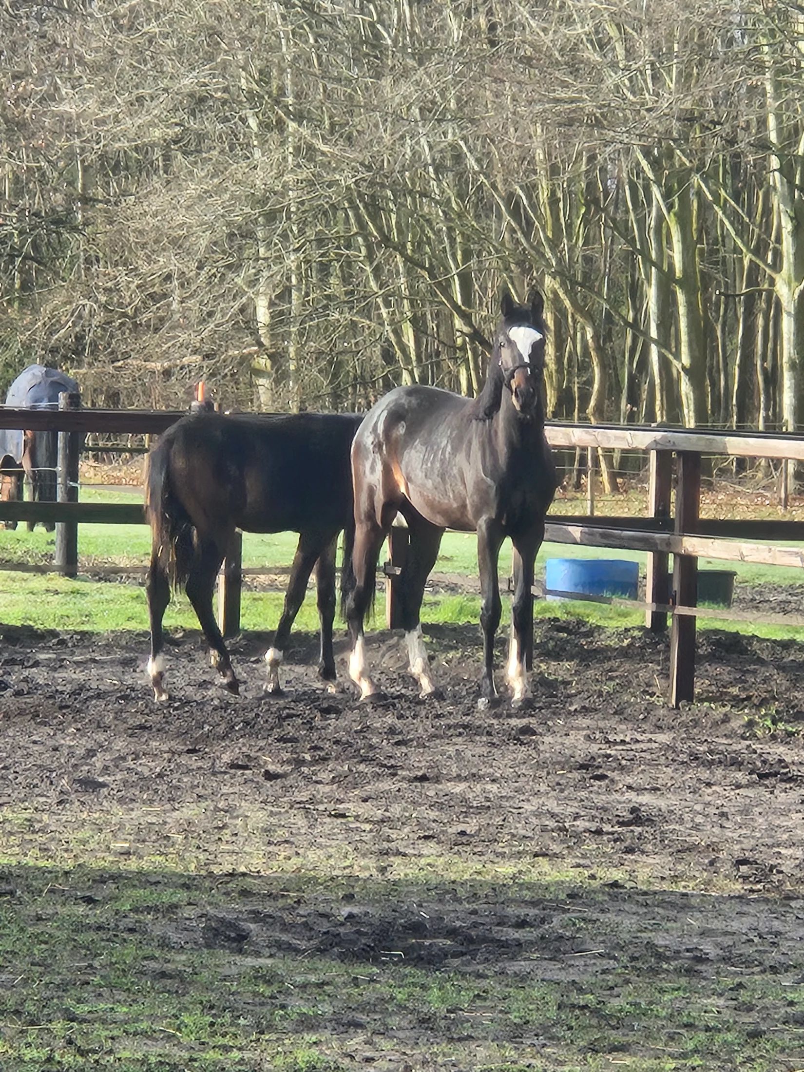 kwpn dressuurpaard hengst 2 years old donkerbruin for sale - Photo 6