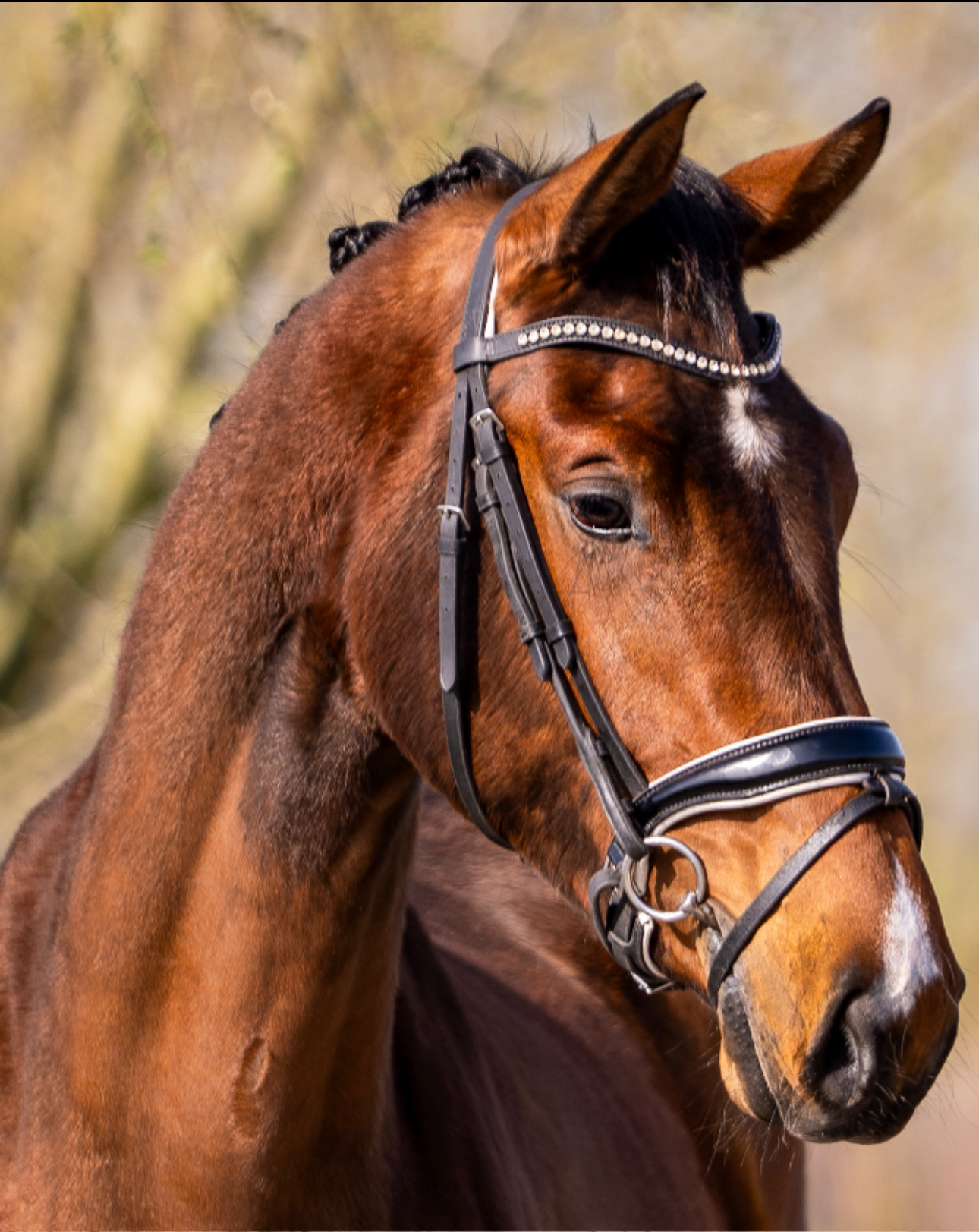 kwpn dressuurpaard merrie 3 años bruin en venta - Foto 2
