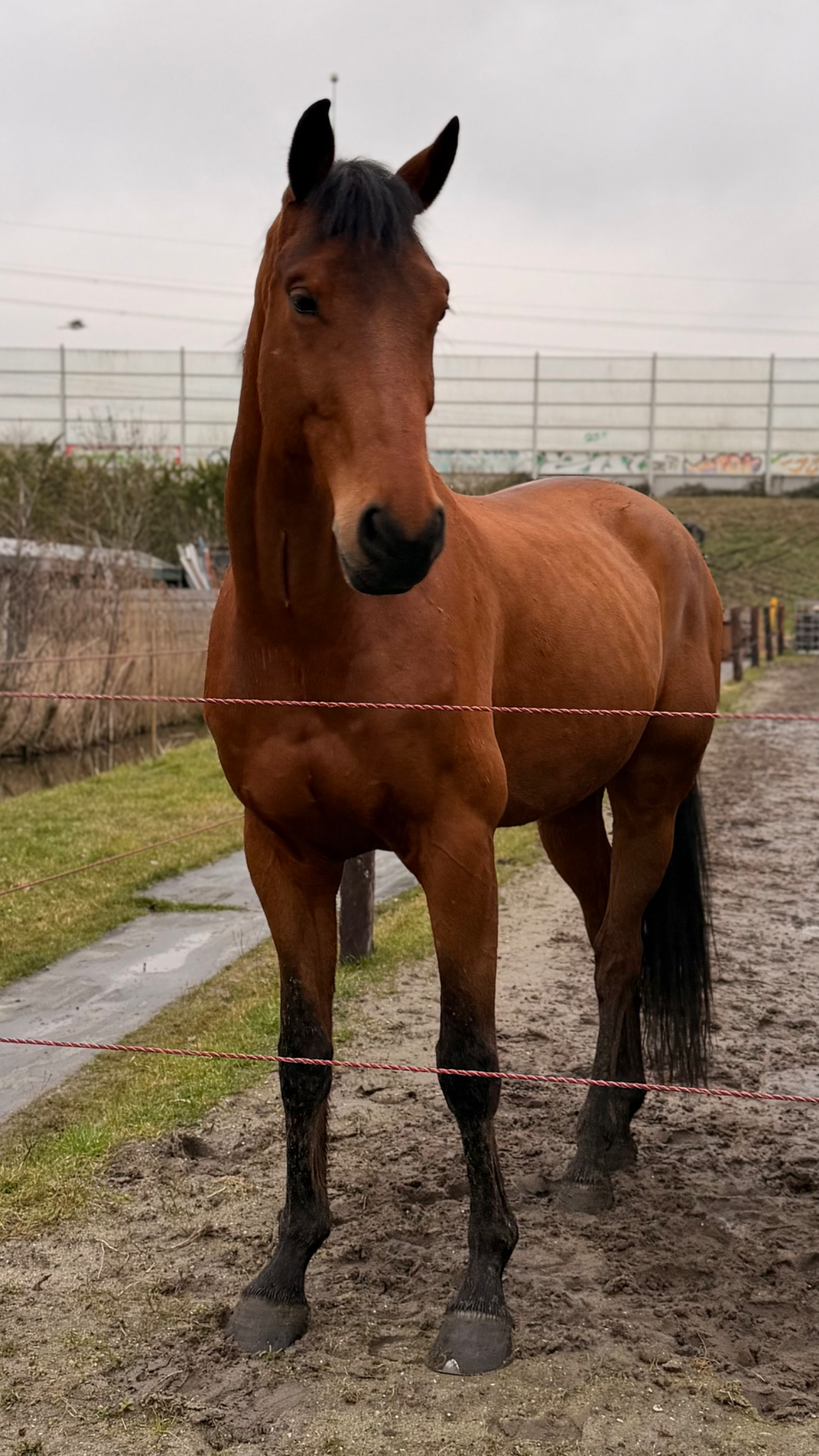 kwpn dressuurpaard ruin 6 years old kastanje for sale - Photo 2