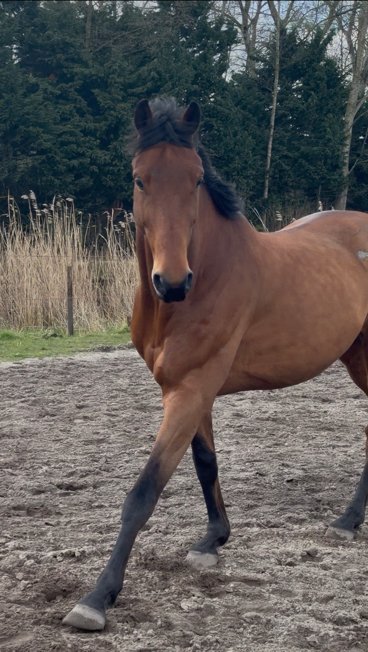 kwpn dressuurpaard ruin 6 years old kastanje for sale - Photo 6