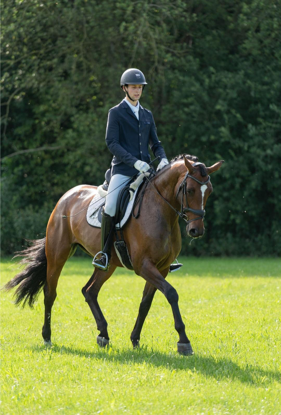 kwpn dressuurpaard merrie 7 歳 bruin 売り出し中 - 写真 3