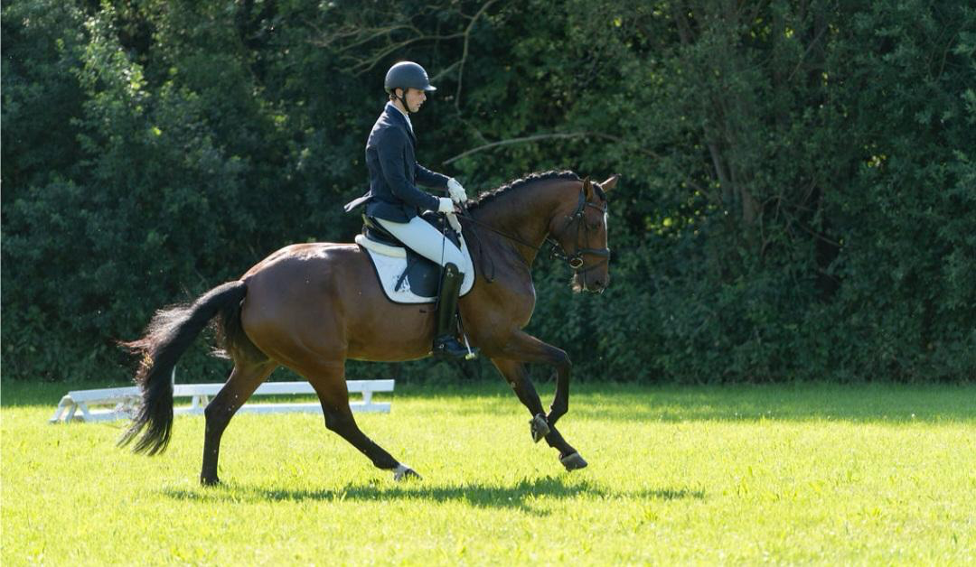 kwpn dressuurpaard merrie 7 歳 bruin 売り出し中 - 写真 2