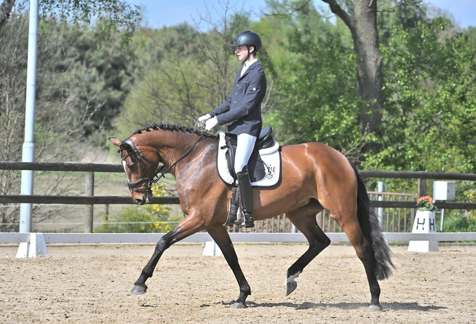 kwpn dressuurpaard merrie 7 歳 bruin 売り出し中 - 写真 4