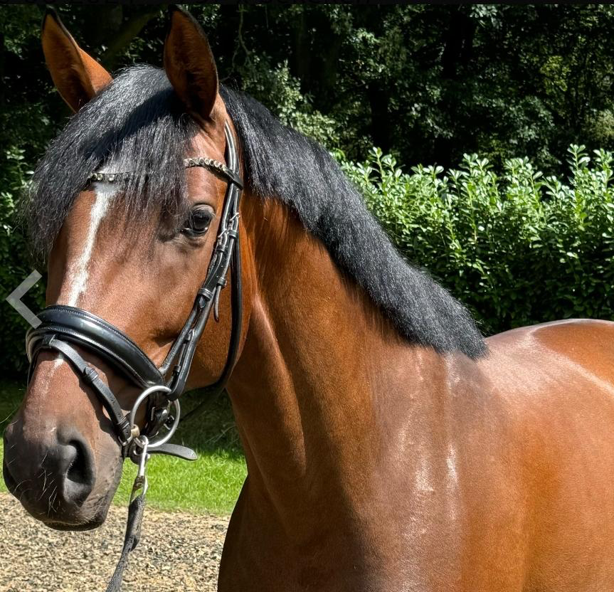 kwpn dressuurpaard merrie 7 歳 bruin 売り出し中 - 写真 6