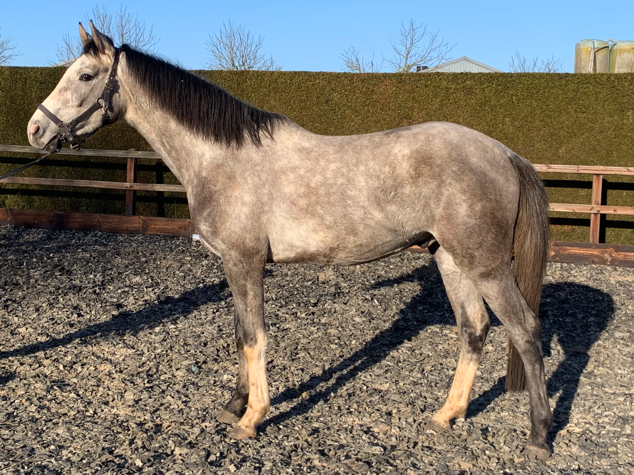 kwpn springpaard ruin 3 ani schimmel de vânzare - Foto 2