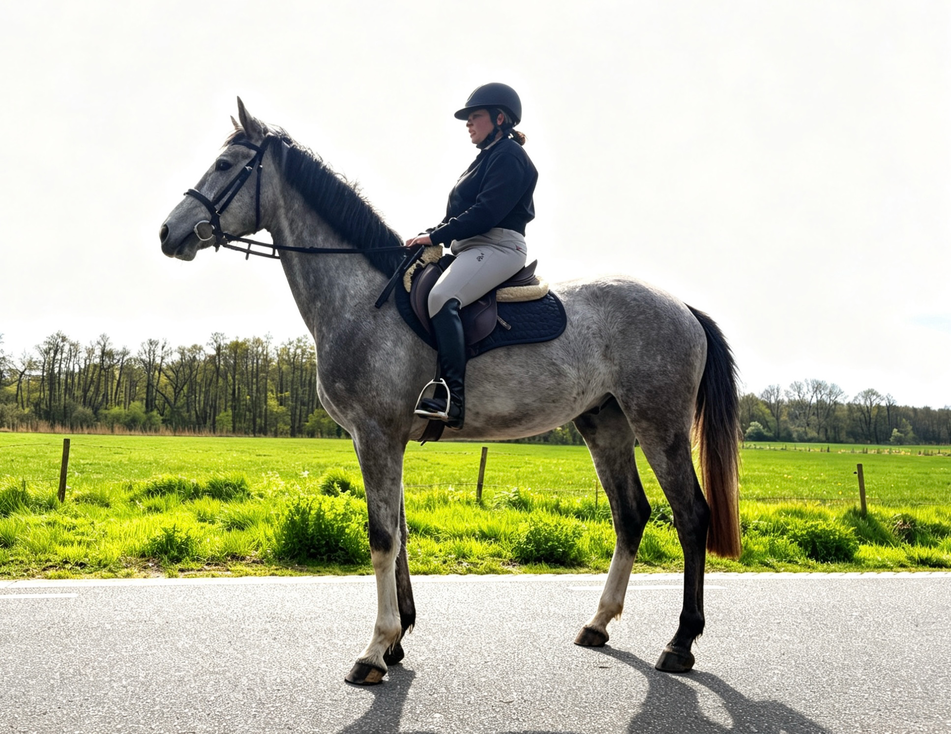 kwpn springpaard ruin 3 ani schimmel de vânzare - Foto principală