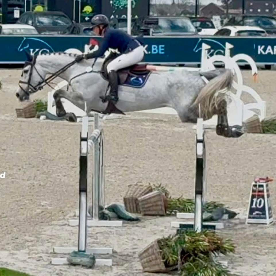 kwpn springpaard ruin 3 ani schimmel de vânzare - Foto 5