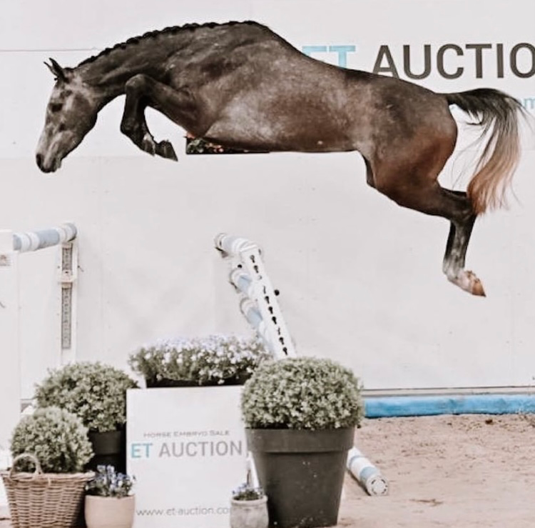 kwpn springpaard ruin 3 ani schimmel de vânzare - Foto 4