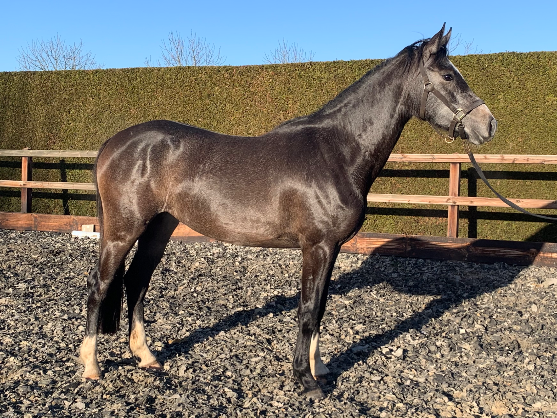 kwpn springpaard merrie 3 ani schimmel de vânzare - Foto 2