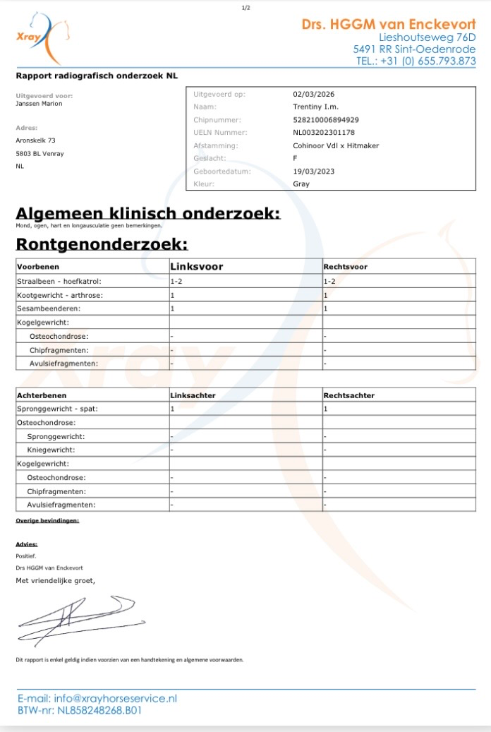 kwpn springpaard merrie 3 ani schimmel de vânzare - Foto 5