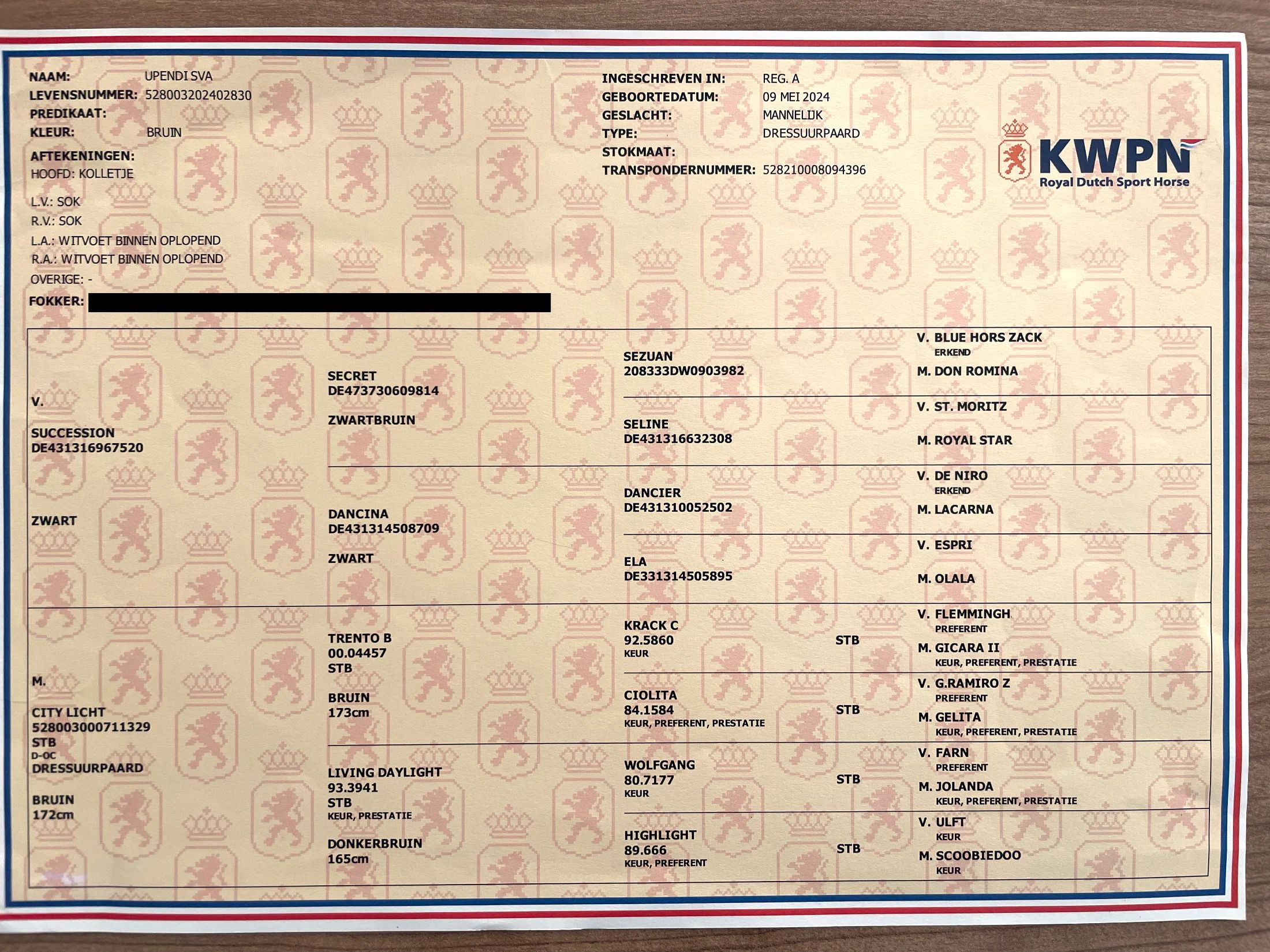 kwpn dressuurpaard hengst 2 歳 donkerbruin 売り出し中 - 写真 3