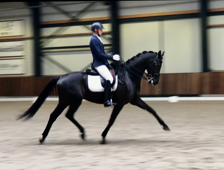 7-årig talangfull valack