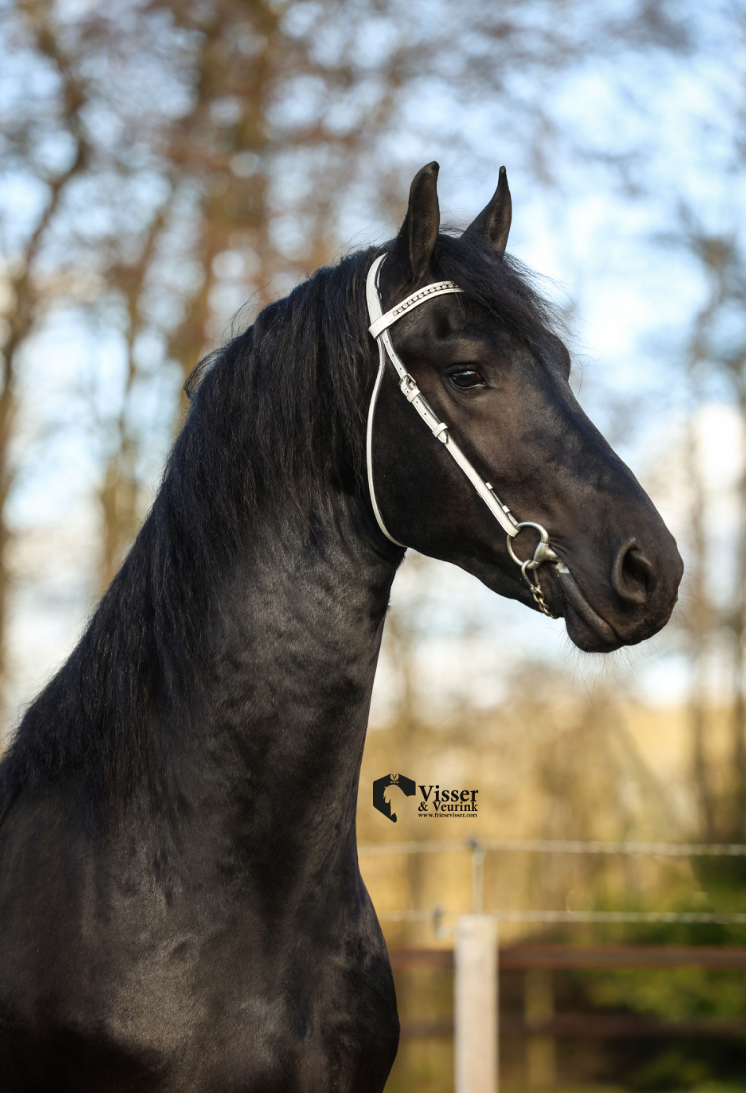 dressuurpaard hengst 3 ani zwart de vânzare - Foto principală