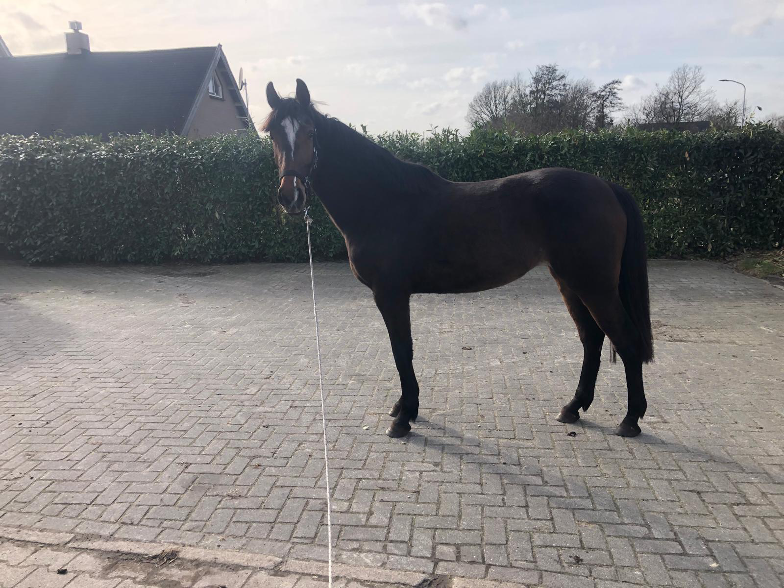 kwpn springpaard Merrie 3 jaar bruin te koop - Foto 6