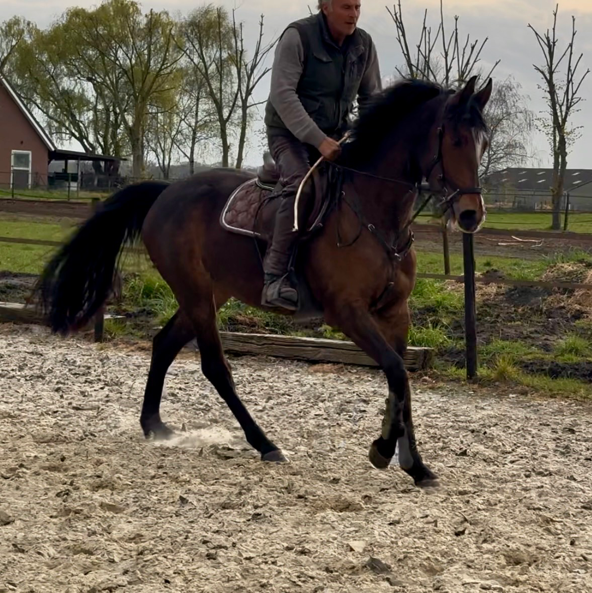 Springpaard