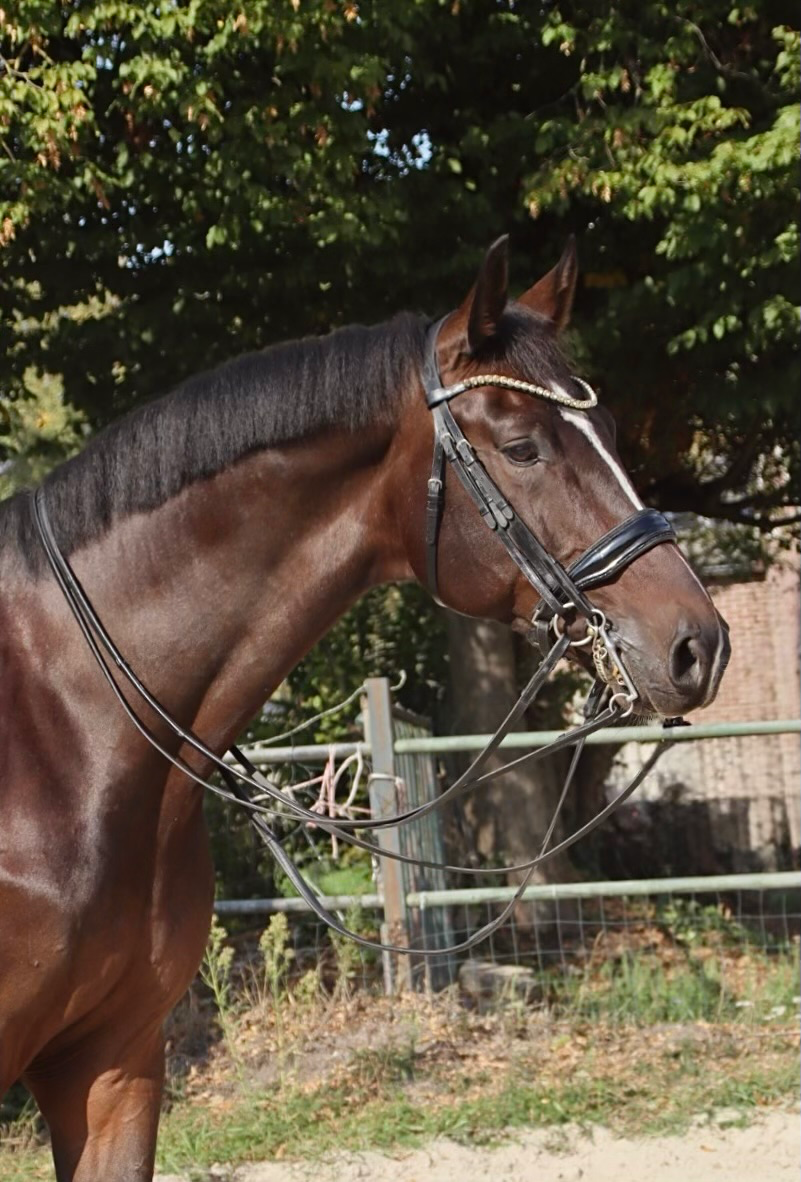 Impressive & bombproof dressage horse