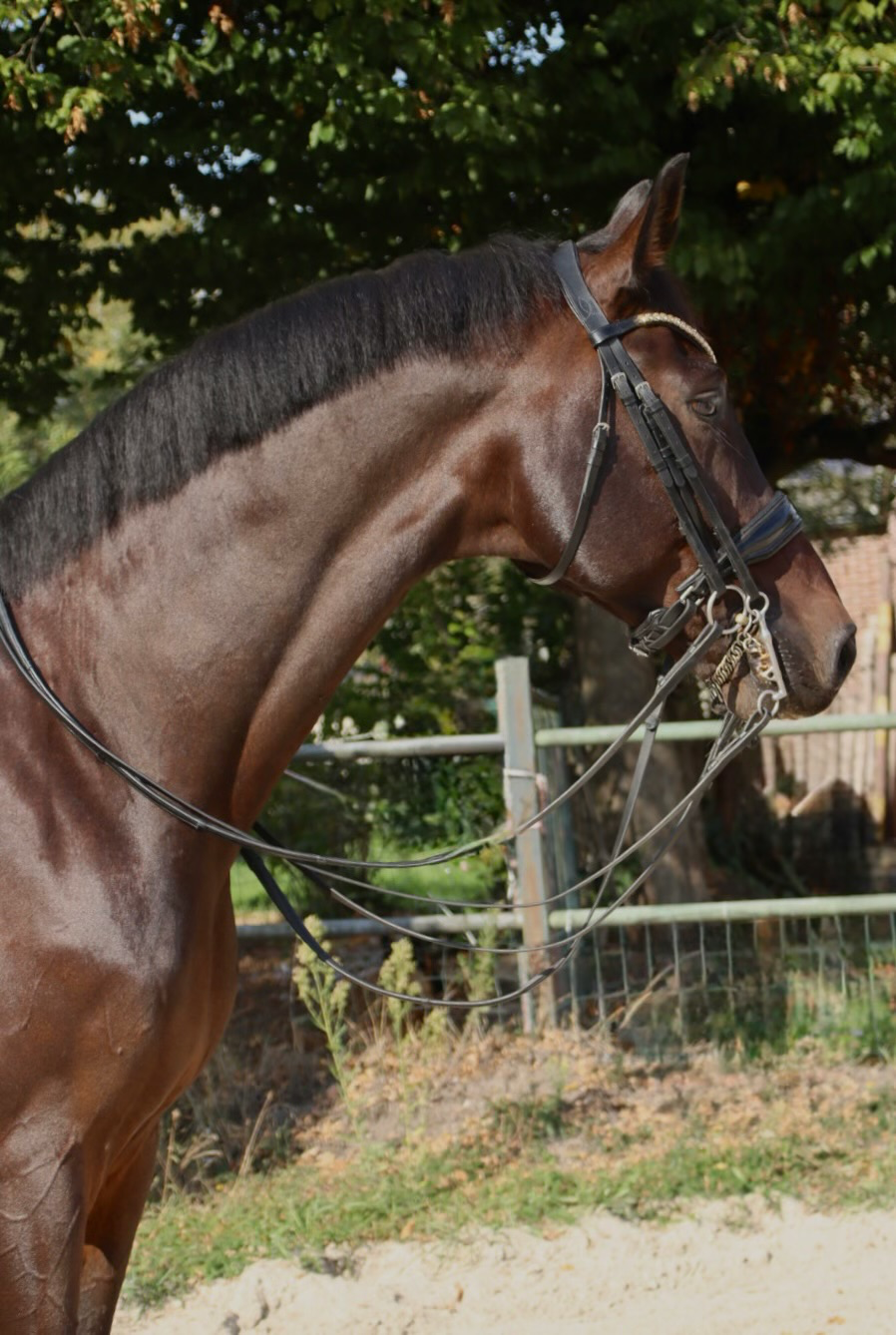 kwpn dressuurpaard ruin 11 years old donkerbruin for sale - Photo 3