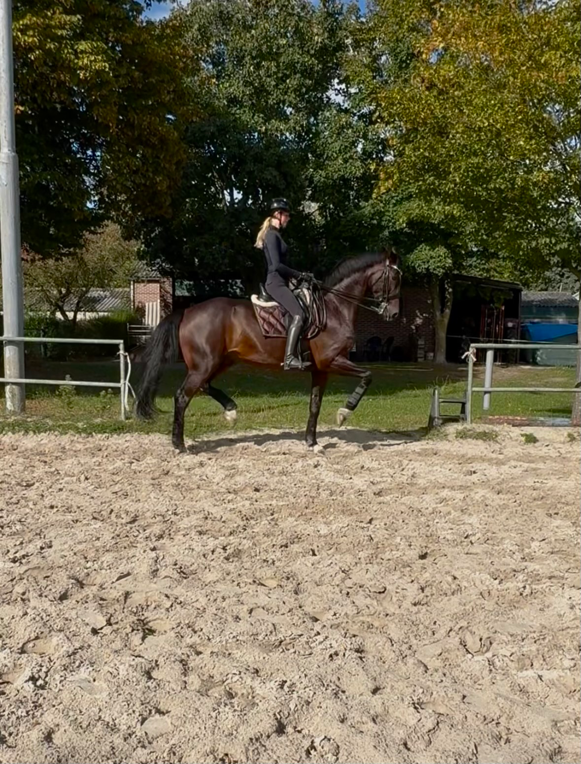 kwpn dressuurpaard ruin 11 years old donkerbruin for sale - Photo 2