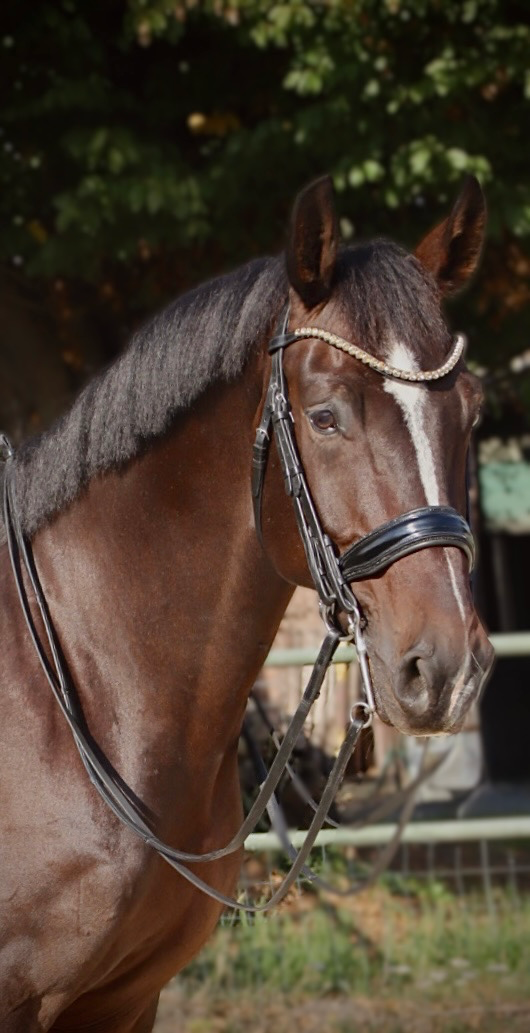 kwpn dressuurpaard ruin 11 years old donkerbruin for sale - Photo 4