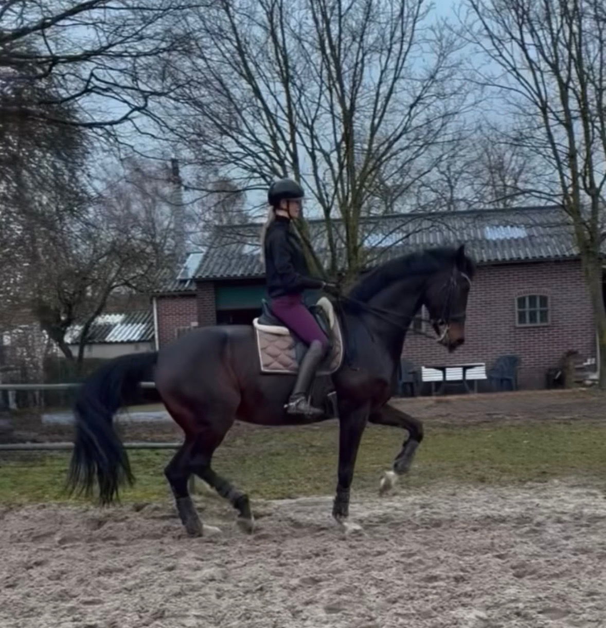 kwpn dressuurpaard ruin 11 years old donkerbruin for sale - Photo 6