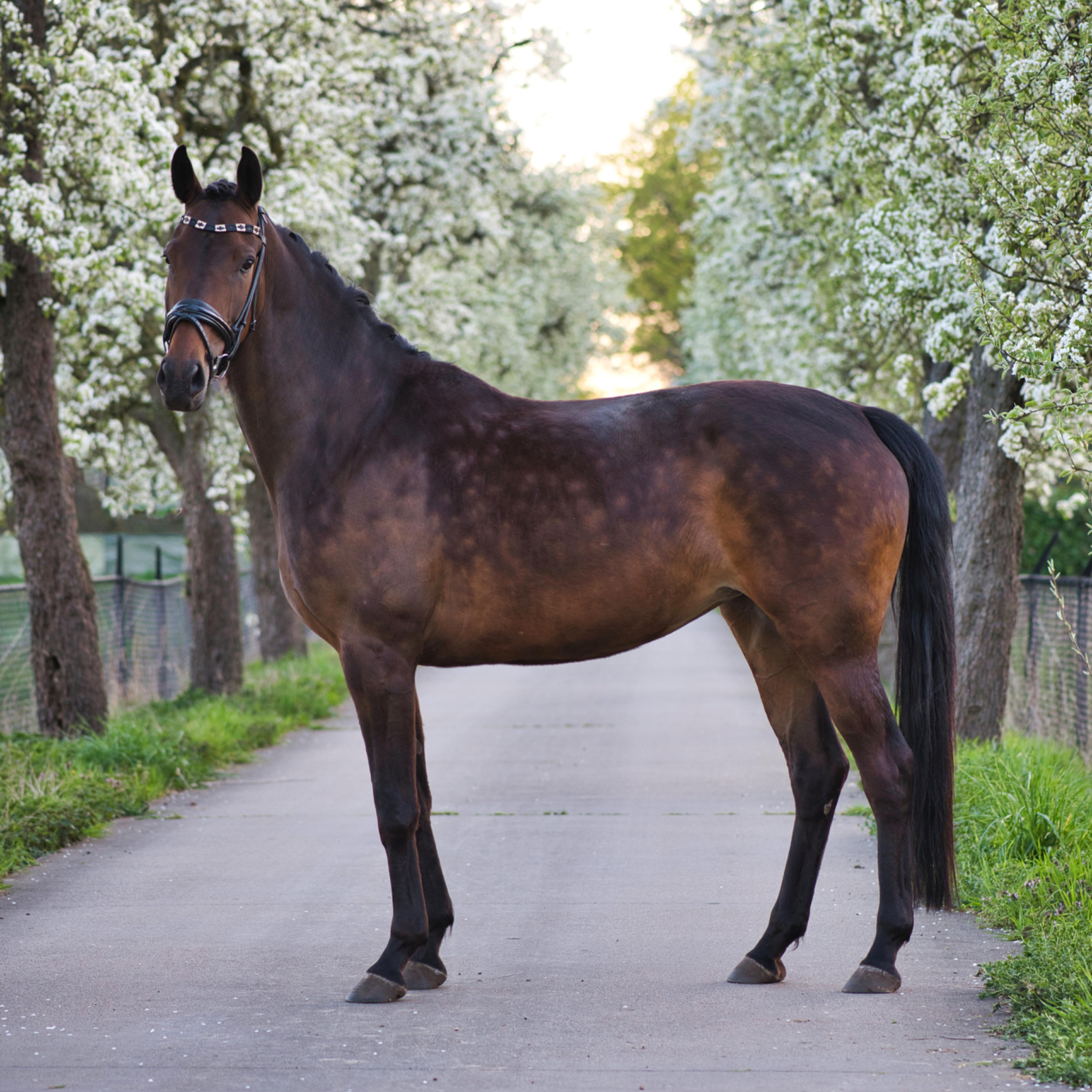 kwpn allrounder merrie 4 years old donkerbruin for sale - Main photo