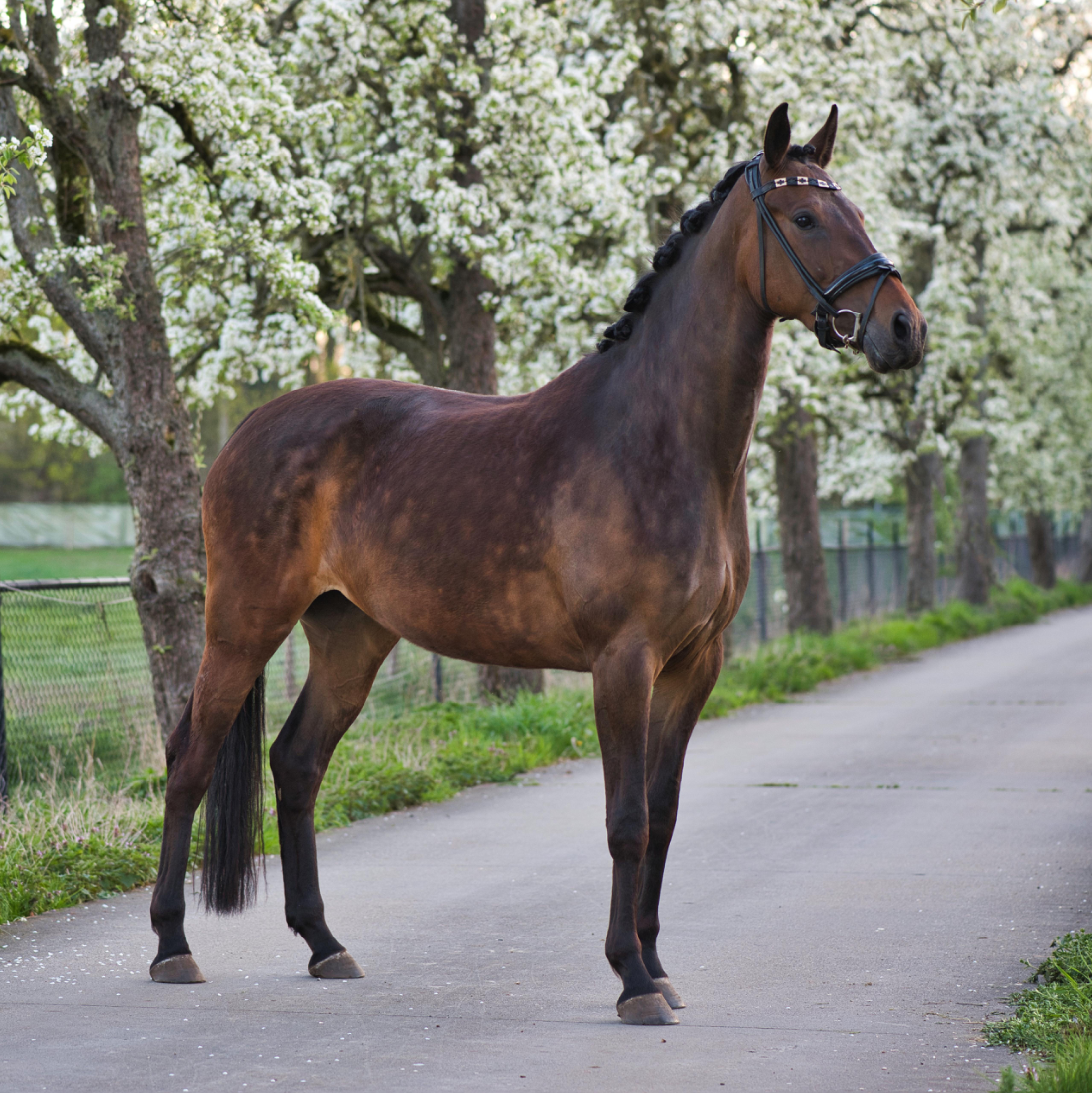 kwpn allrounder merrie 4 years old donkerbruin for sale - Photo 2