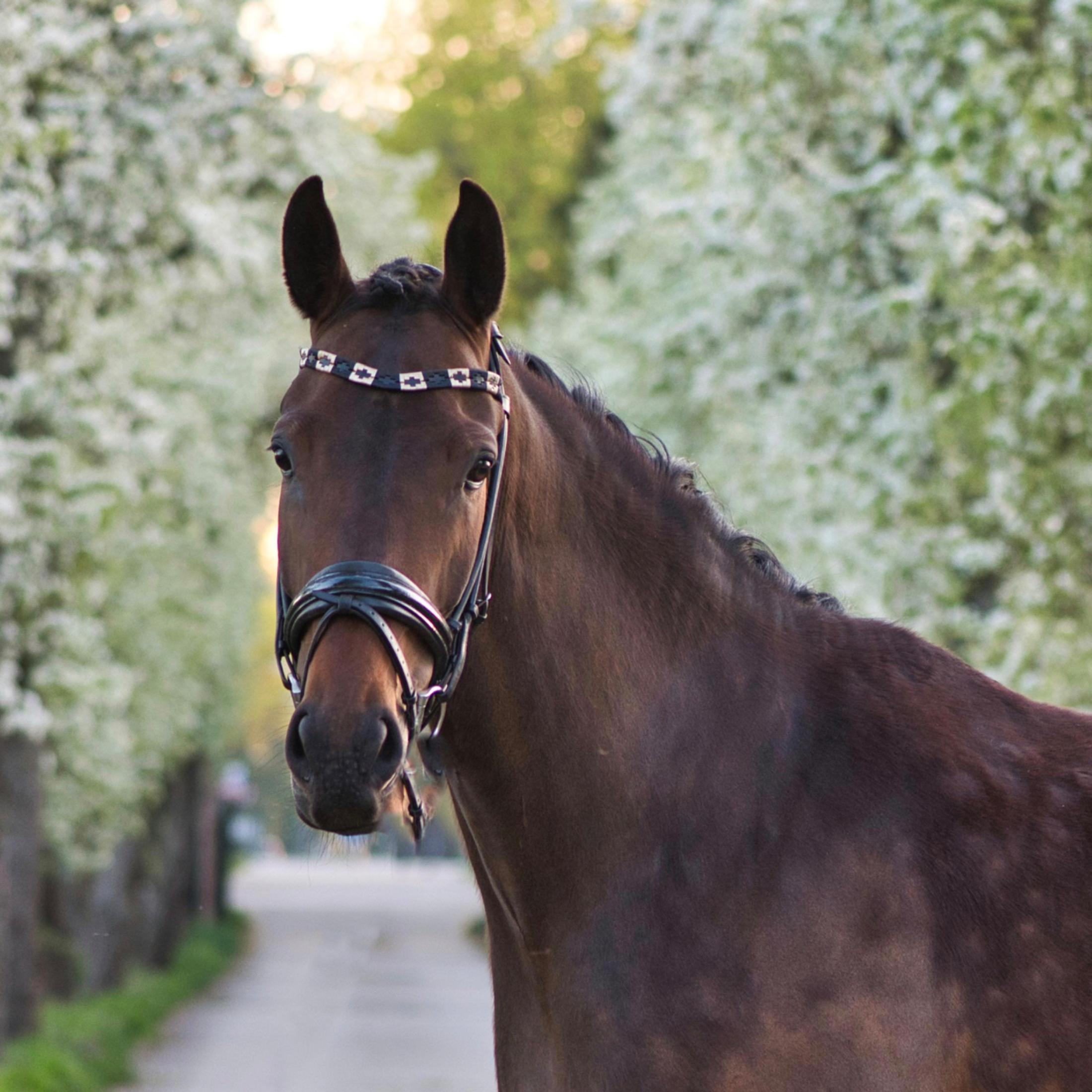 kwpn allrounder merrie 4 years old donkerbruin for sale - Photo 3