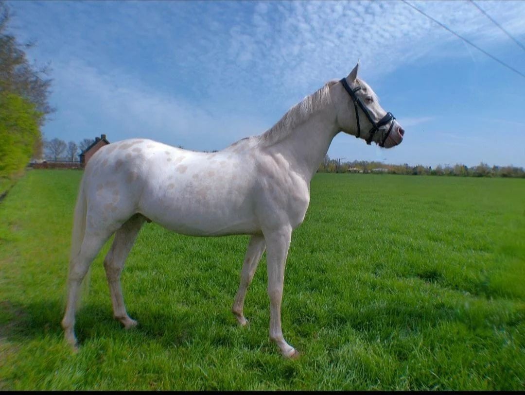 将来有望な3歳のPartbred アンダルシアン 騸馬。
