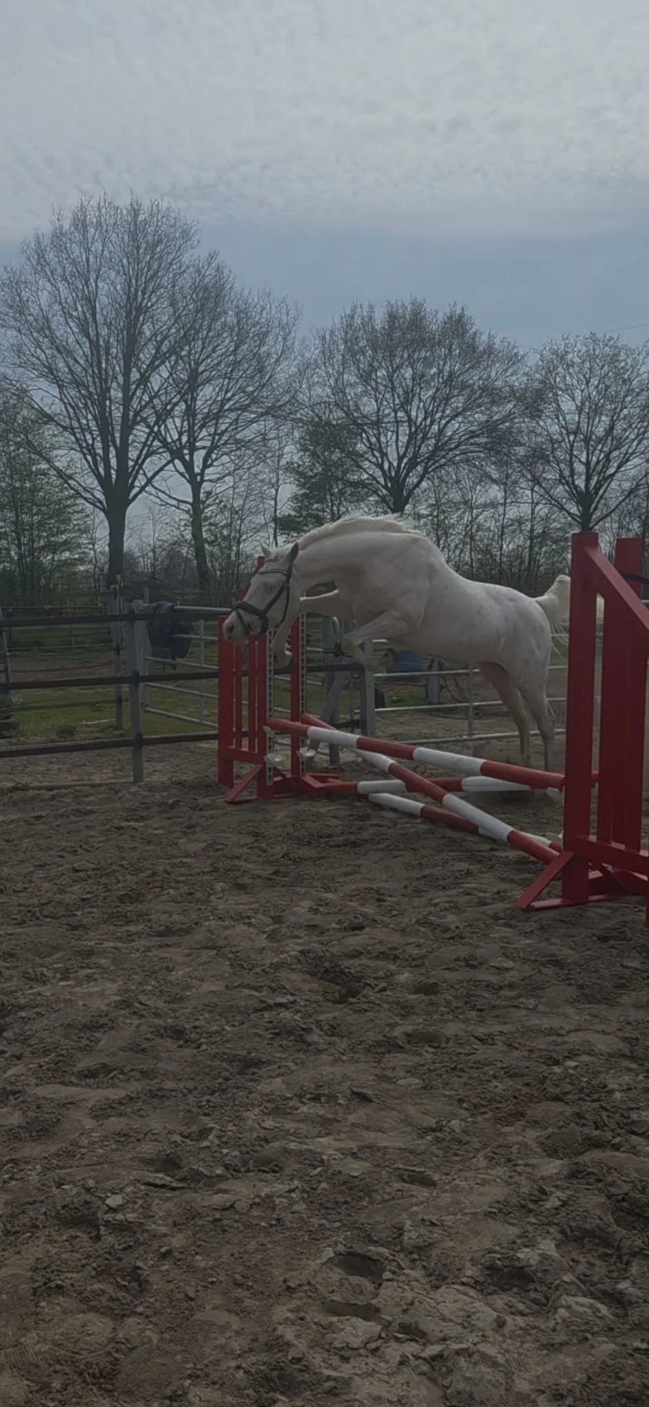 ander allround-pony ruin 3 歳 andere-kleur 売り出し中 - 写真 5