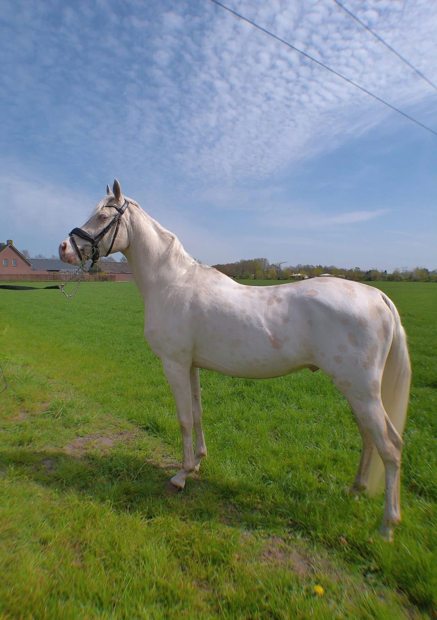ander allround-pony ruin 3 歳 andere-kleur 売り出し中 - 写真 2