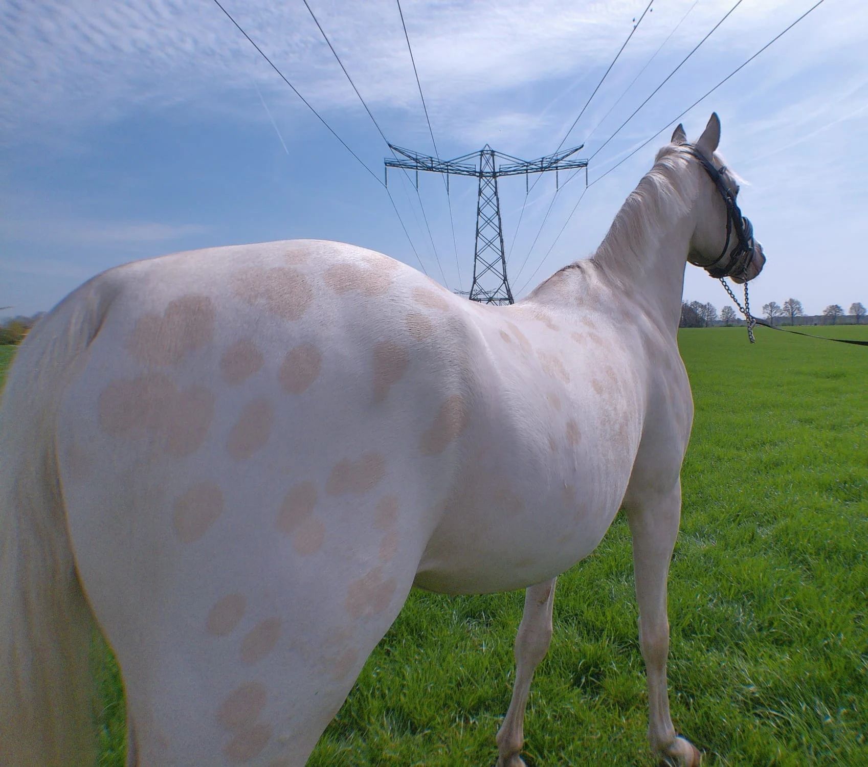 ander allround-pony ruin 3 歳 andere-kleur 売り出し中 - 写真 3