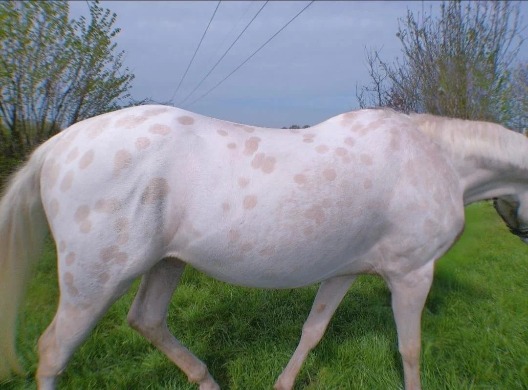 ander allround-pony ruin 3 歳 andere-kleur 売り出し中 - 写真 4
