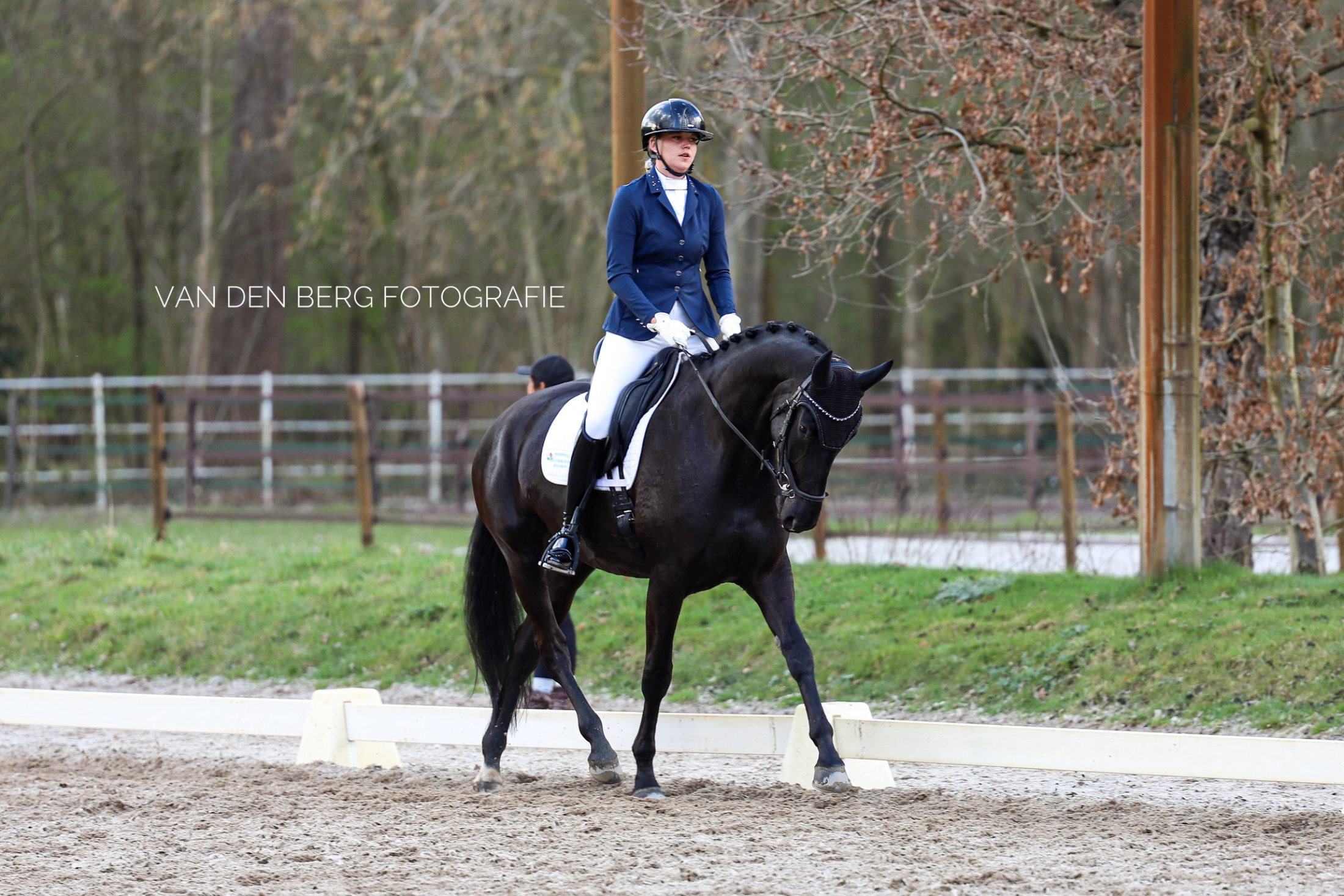 dressuurpaard merrie 7 years old zwart for sale - Photo 2